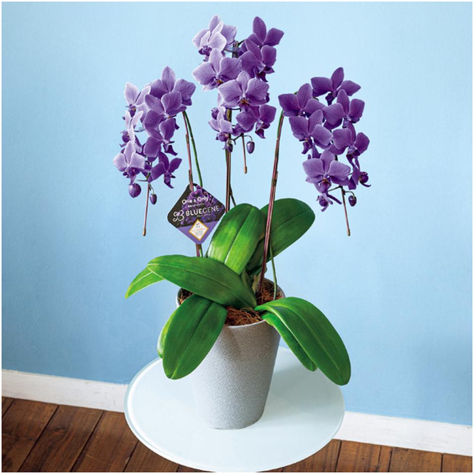 【父の日早得】石原産業胡蝶蘭「ＢＬＵＥ　ＧＥＮＥ（ブルージーン）」（ＳＵＳＴＥＥ付）３本立ち 商品サムネイル