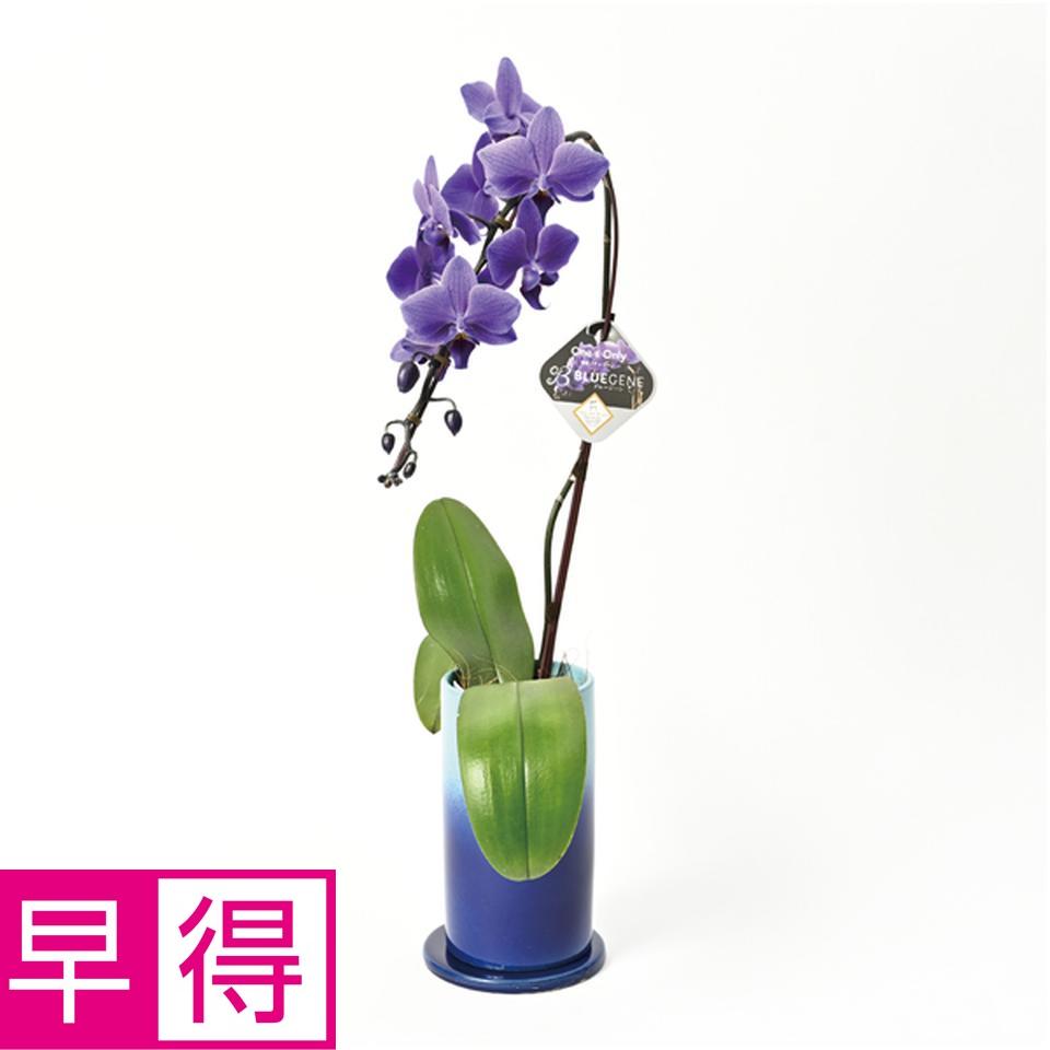 【父の日早得】石原産業胡蝶蘭「ＢＬＵＥ　ＧＥＮＥ（ブルージーン）」（ＳＵＳＴＥＥ付）１本立ち 商品サムネイル