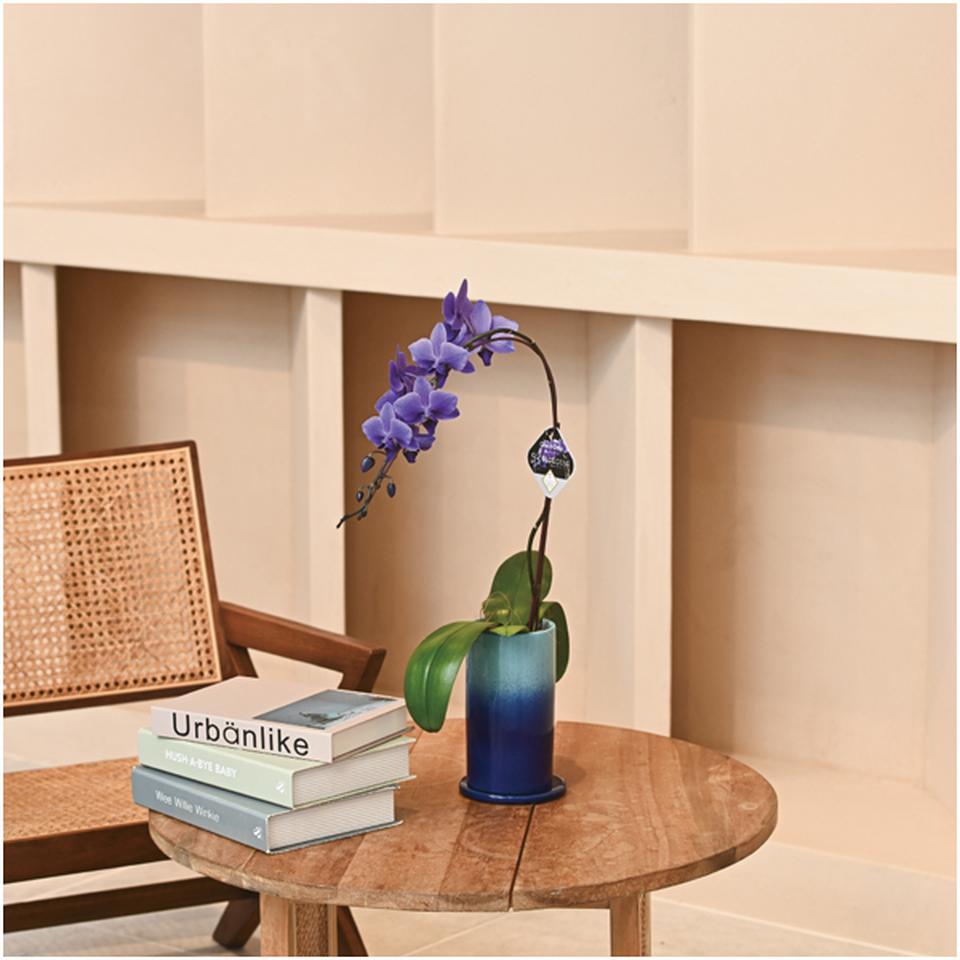 【父の日早得】石原産業胡蝶蘭「ＢＬＵＥ　ＧＥＮＥ（ブルージーン）」（ＳＵＳＴＥＥ付）１本立ち 商品サムネイル