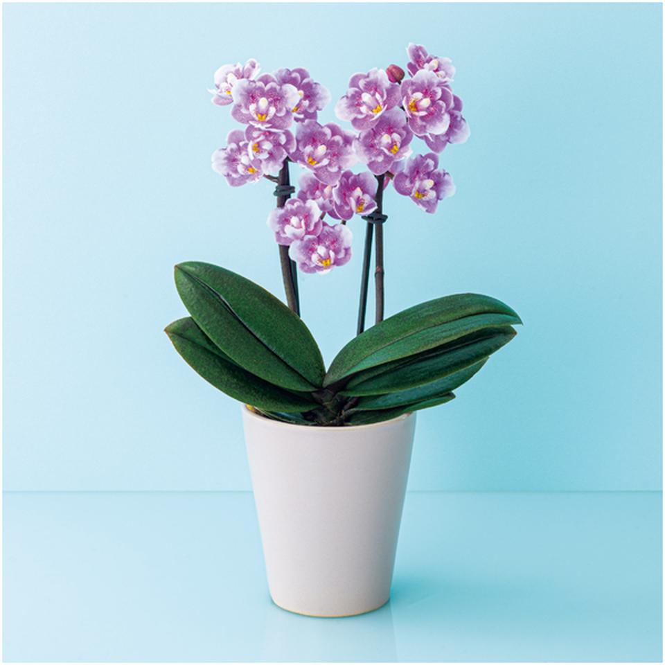 【父の日】椎名洋ラン園フリンジ咲きマイクロ胡蝶蘭「ダイヤモンドさくら」２本立（ＳＵＳＴＥＥ付） 商品サムネイル