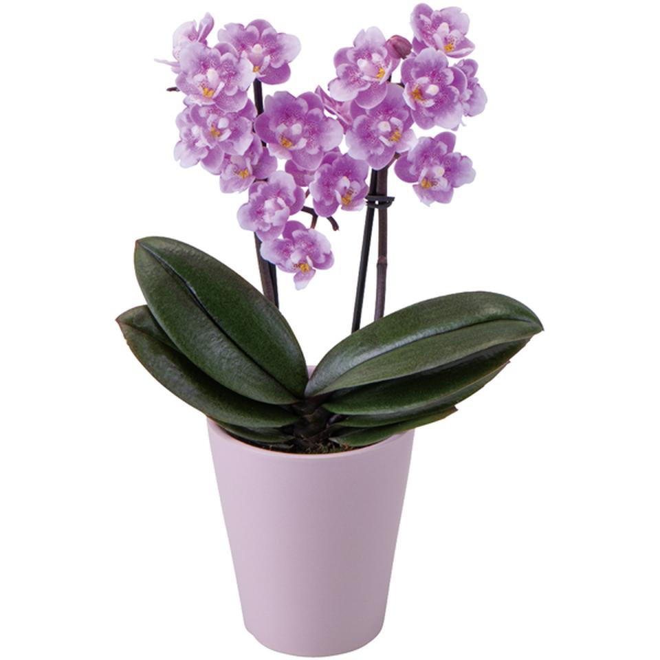 【父の日】椎名洋ラン園フリンジ咲きマイクロ胡蝶蘭「ダイヤモンドさくら」2本立(SUSTEE付) 商品画像(1)