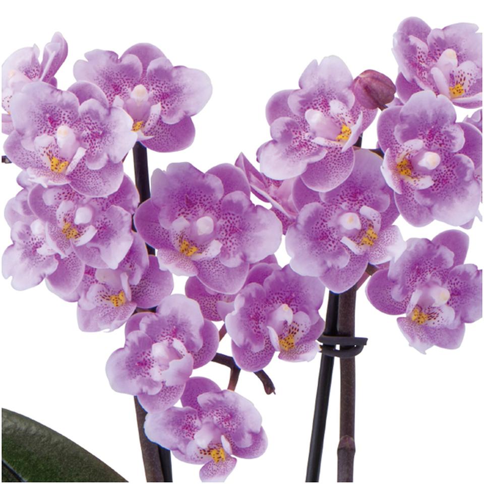 【父の日】椎名洋ラン園フリンジ咲きマイクロ胡蝶蘭「ダイヤモンドさくら」2本立(SUSTEE付) 商品画像(2)