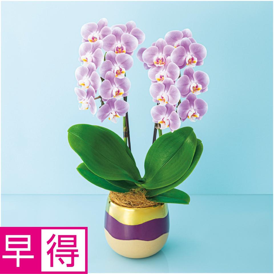 【父の日早得】椎名洋ラン園ミディ胡蝶蘭「エレガンス」２本立（ＳＵＳＴＥＥ付） 商品サムネイル