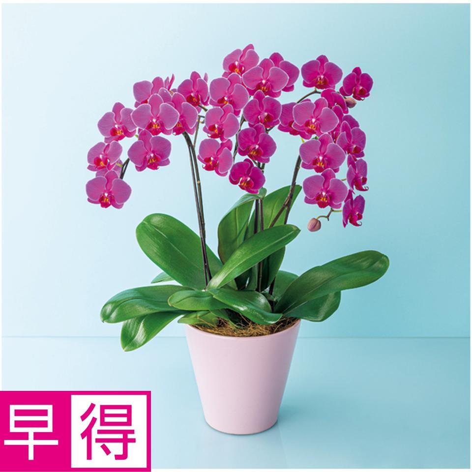 【父の日早得】椎名洋ラン園ミディ胡蝶蘭「フローラダイヤモンド」３本立（ＳＵＳＴＥＥ付） 商品サムネイル