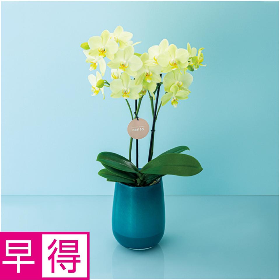【父の日早得】ｒａｎｔｏミディ胡蝶蘭「カーリー」２本立ち 商品サムネイル