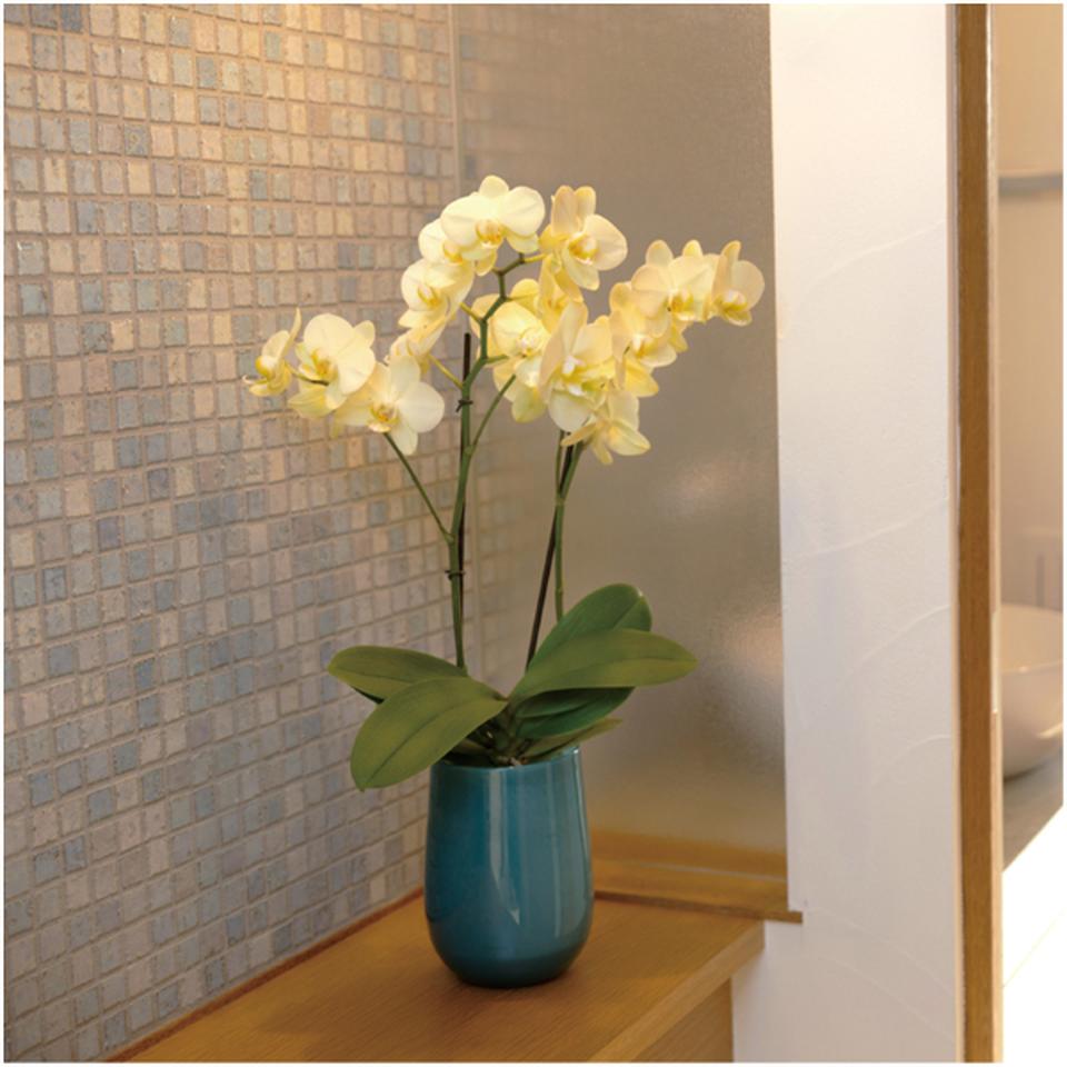 【父の日早得】rantoミディ胡蝶蘭「カーリー」2本立ち 商品画像(1)