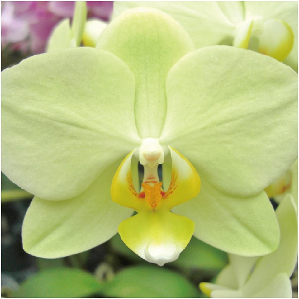 【父の日早得】rantoミディ胡蝶蘭「カーリー」2本立ち 商品画像(3)