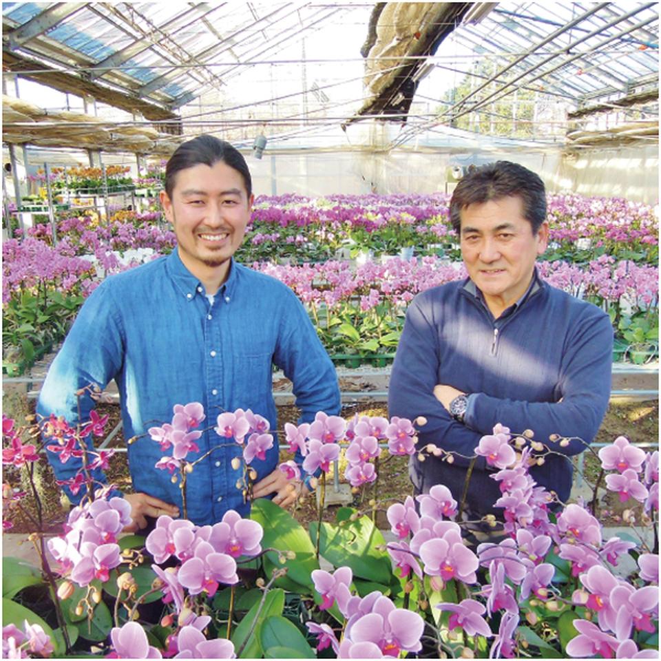 【父の日早得】rantoミディ胡蝶蘭「カーリー」2本立ち 商品画像(3)