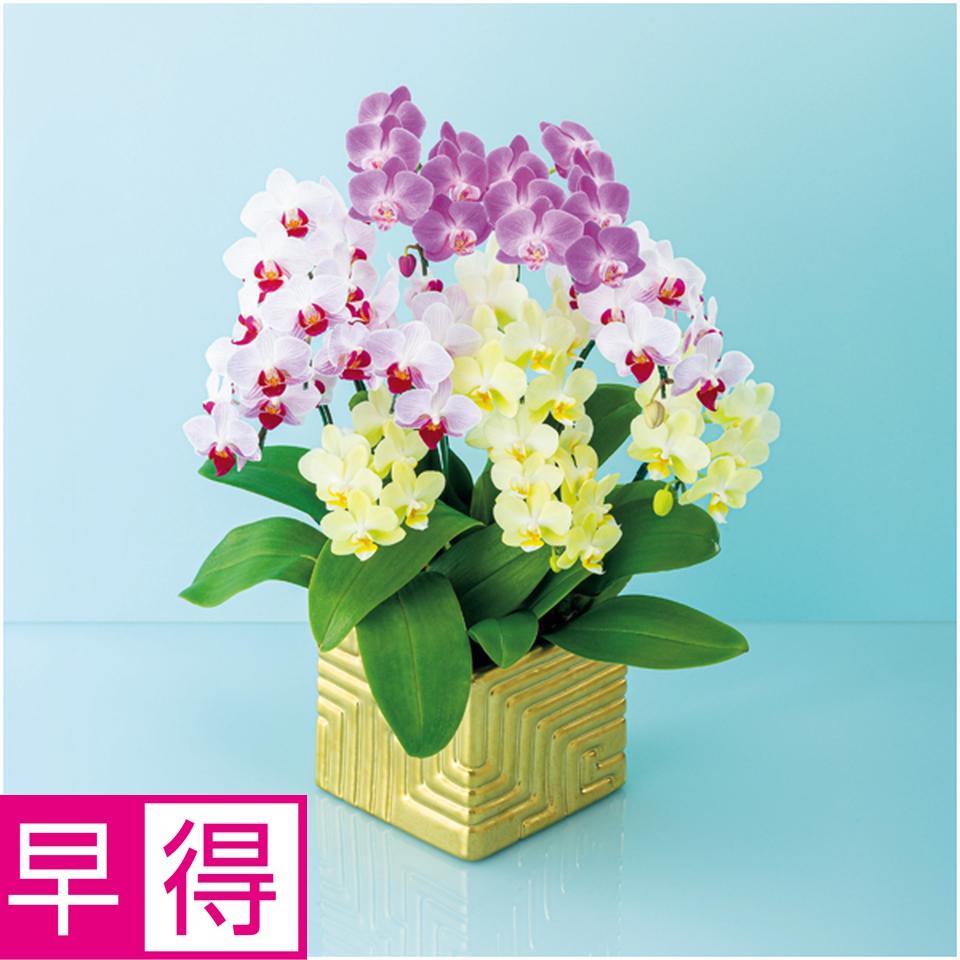 【父の日早得】リーフ胡蝶蘭１０本立ち（ＳＵＳＴＥＥ付） 商品サムネイル