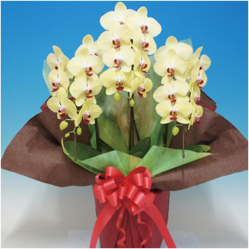 【父の日早得】マルイ洋蘭開発センター輪胡蝶蘭２本立ち「フォーチュンザルツマン」（ＳＵＳＴＥＥ付） 商品サムネイル