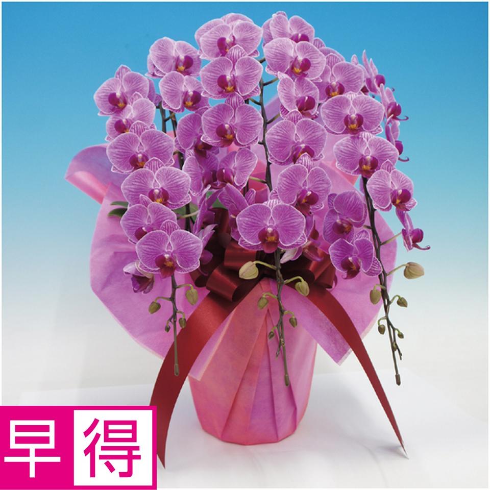 【父の日早得】マルイ洋蘭開発センター中輪胡蝶蘭３本立ち「リリーローズ」（ＳＵＳＴＥＥ付） 商品サムネイル