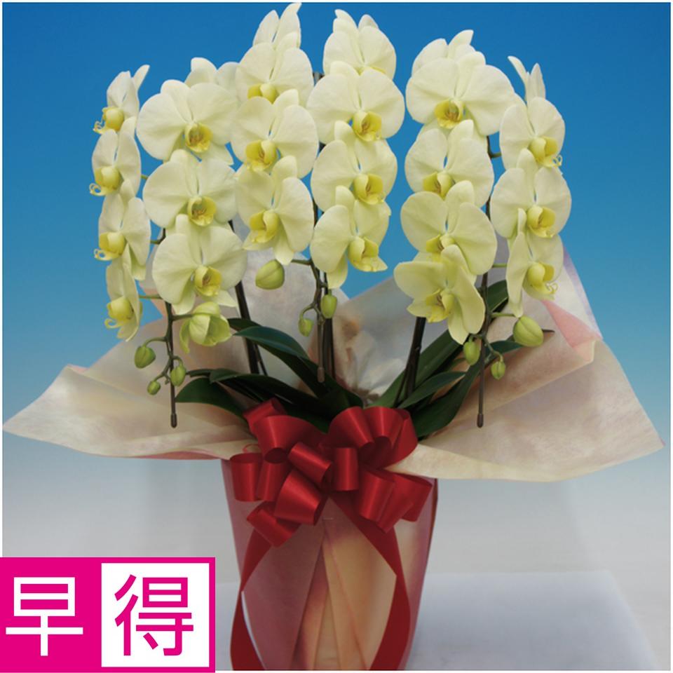 【父の日早得】マルイ洋蘭開発センター中輪胡蝶蘭３本立ち「グリーンハット」（ＳＵＳＴＥＥ付） 商品サムネイル