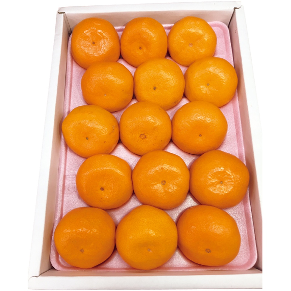 【夏の贈りもの】和歌山県産 ハウスみかん 商品サムネイル