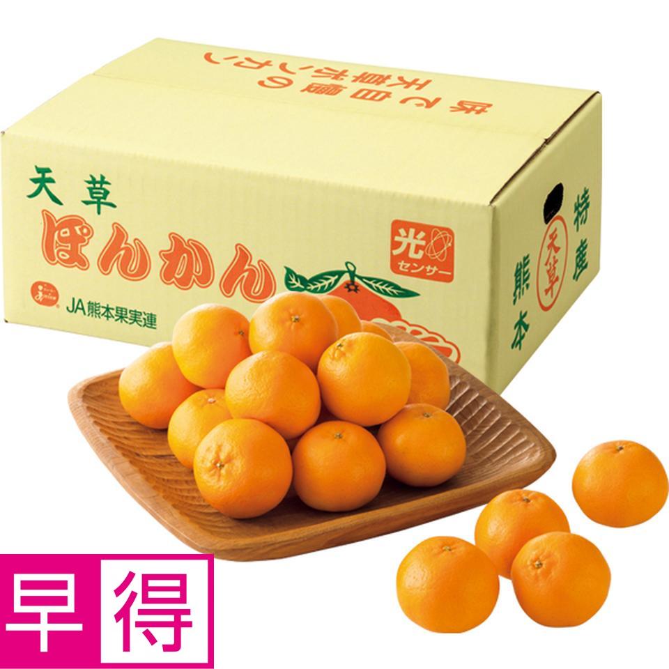 【お歳暮 ギフト早得】熊本県産 天草ポンカン Ｍ又はＬサイズ、計３．５ｋｇ以上 商品サムネイル