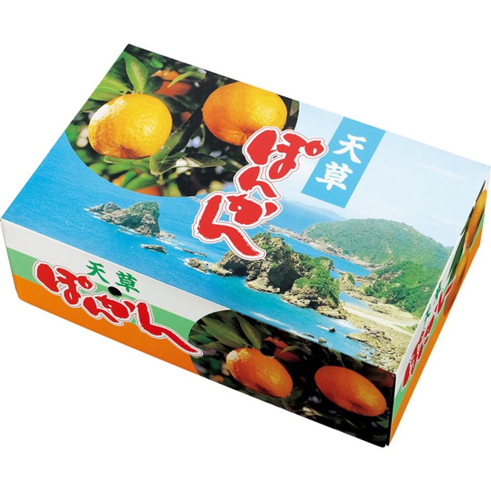 【お歳暮 ギフト】熊本県産 天草ポンカン Lサイズ、36個、計4.5kg以上、手詰め 商品画像(1)