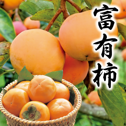 【柿ギフト】岐阜県産冨有柿 ２Ｌサイズ １２玉 商品サムネイル