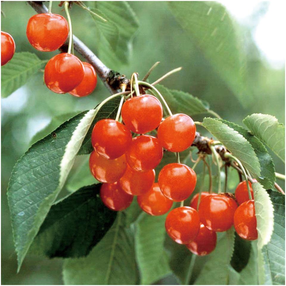 【母の日早得】山形県産ハウス佐藤錦 200g 商品画像(1)