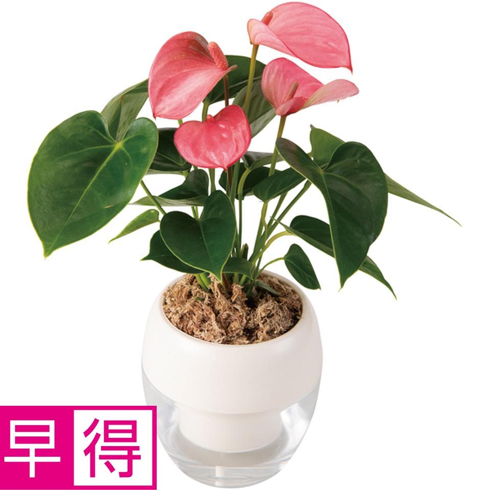 【父の日早得】みずてまりんＬ（アンスリューム） 商品サムネイル