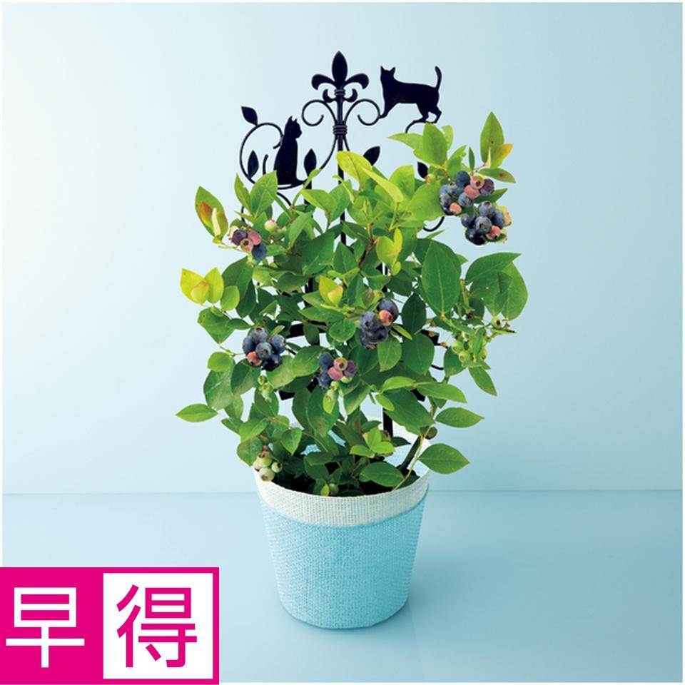【父の日早得】万花園実付きブルーベリー（ＳＵＳＴＥＥ付） 商品サムネイル