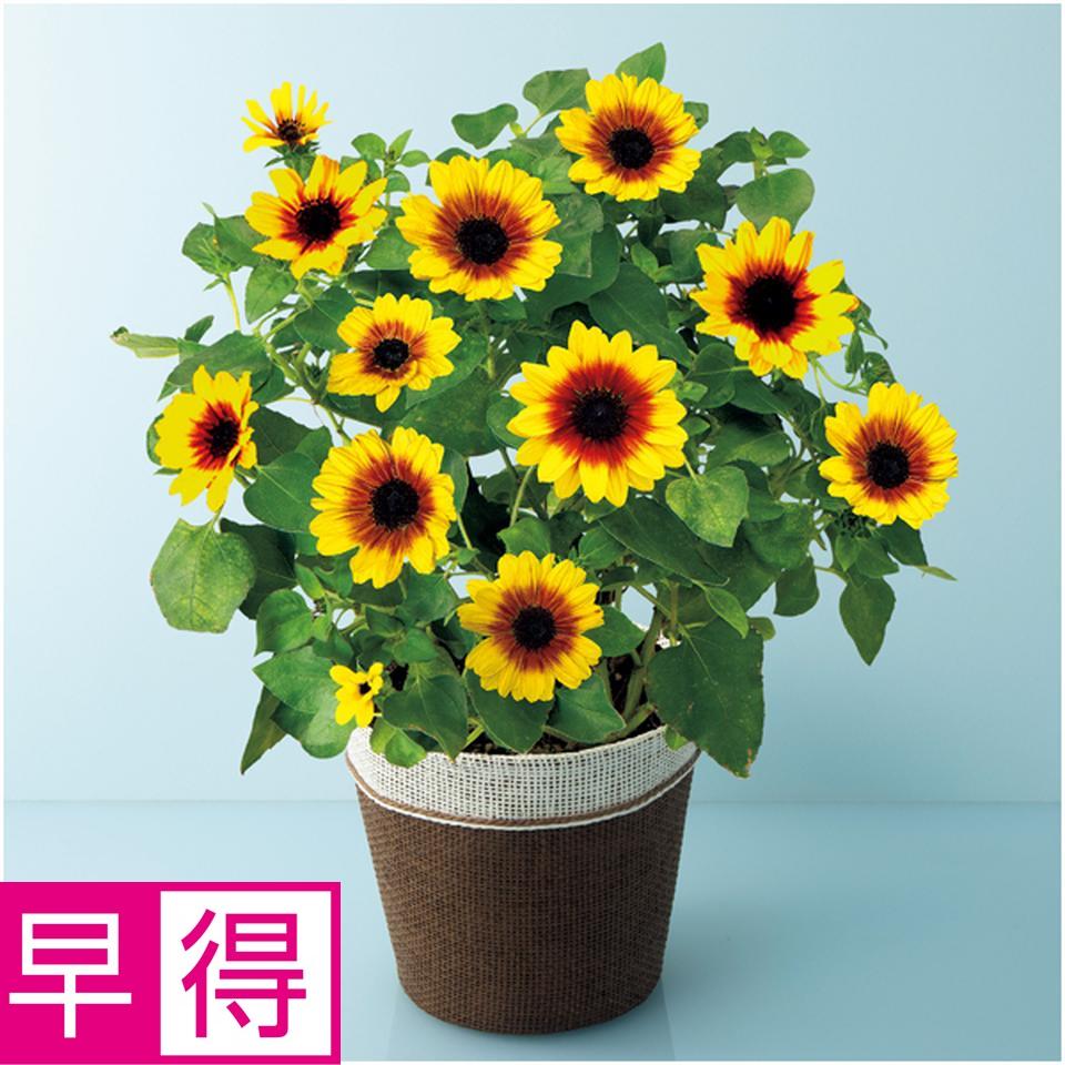【父の日早得】ハルディンひまわり「ソルシーカー・ハニー」（ＳＵＳＴＥＥ付） 商品サムネイル