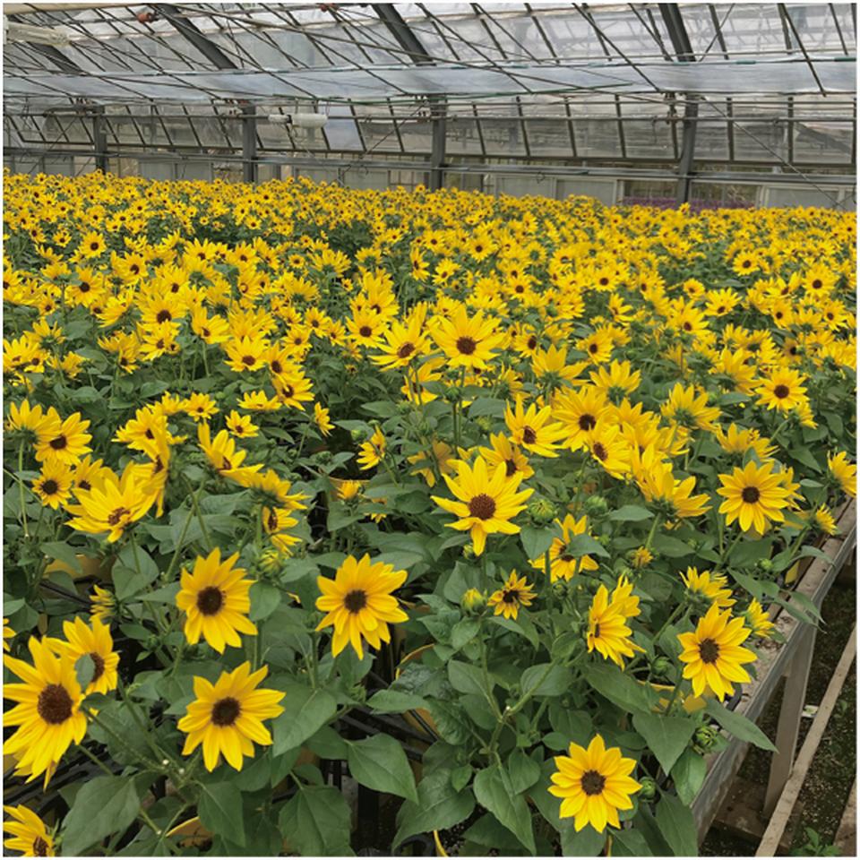 【父の日早得】ハルディンひまわり「ソルシーカー・ハニー」（ＳＵＳＴＥＥ付） 商品サムネイル