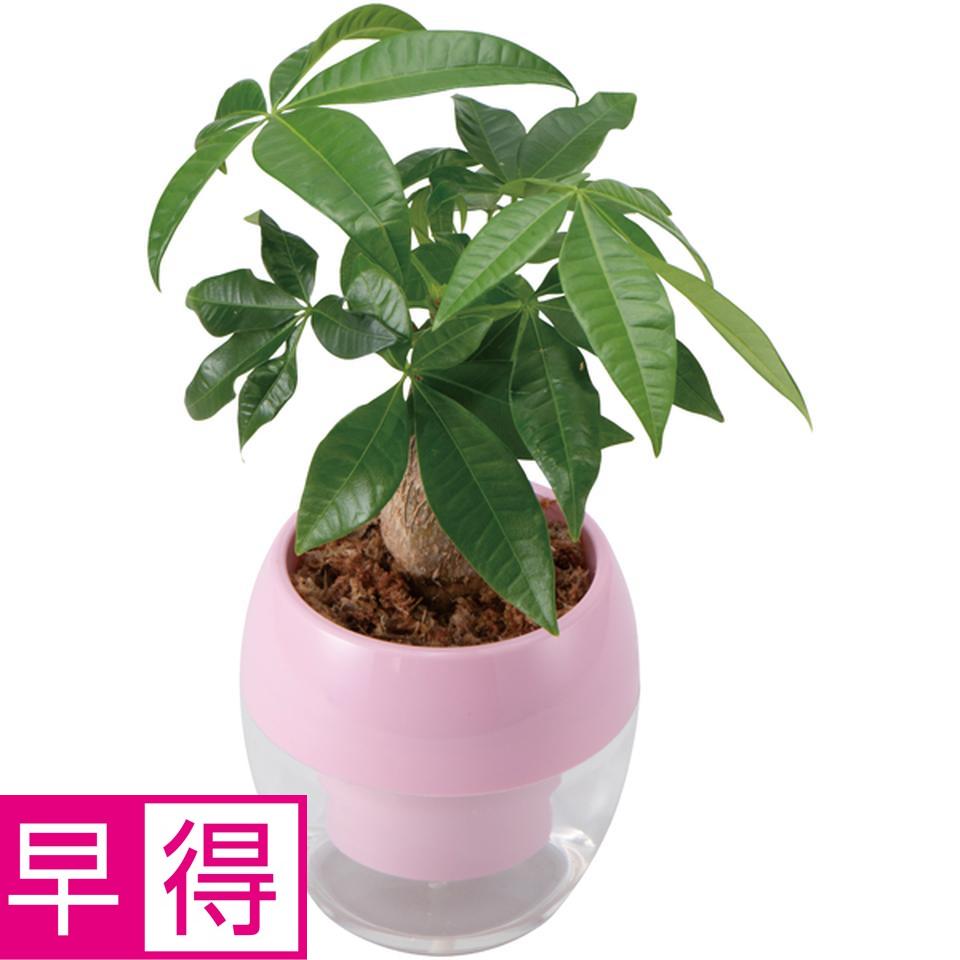 【父の日早得】ＧｒｅｅｎＷａｌｋみずてまりんＬ（パキラ） 商品サムネイル