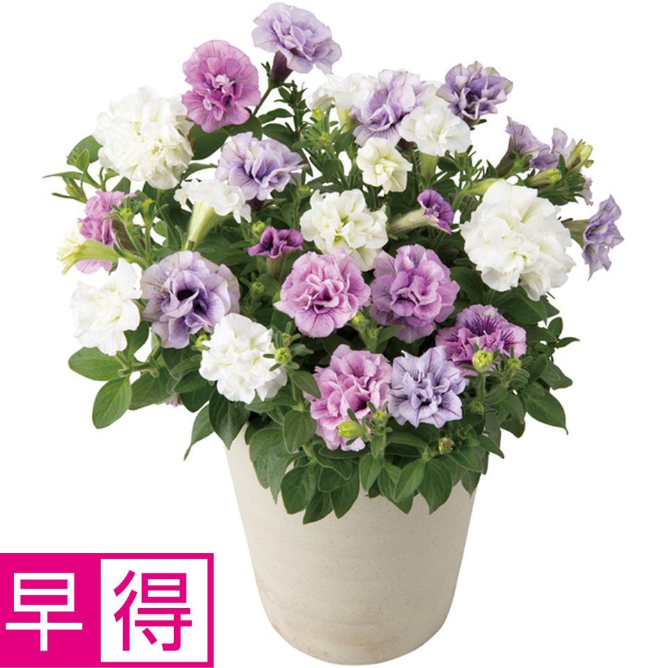 【母の日早得】八重咲ペチュニア３色植え（ＳＵＳＴＥＥ付） 商品サムネイル
