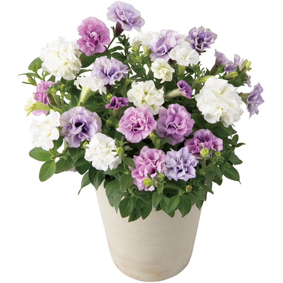 【母の日早得】八重咲ペチュニア３色植え（ＳＵＳＴＥＥ付） 商品サムネイル