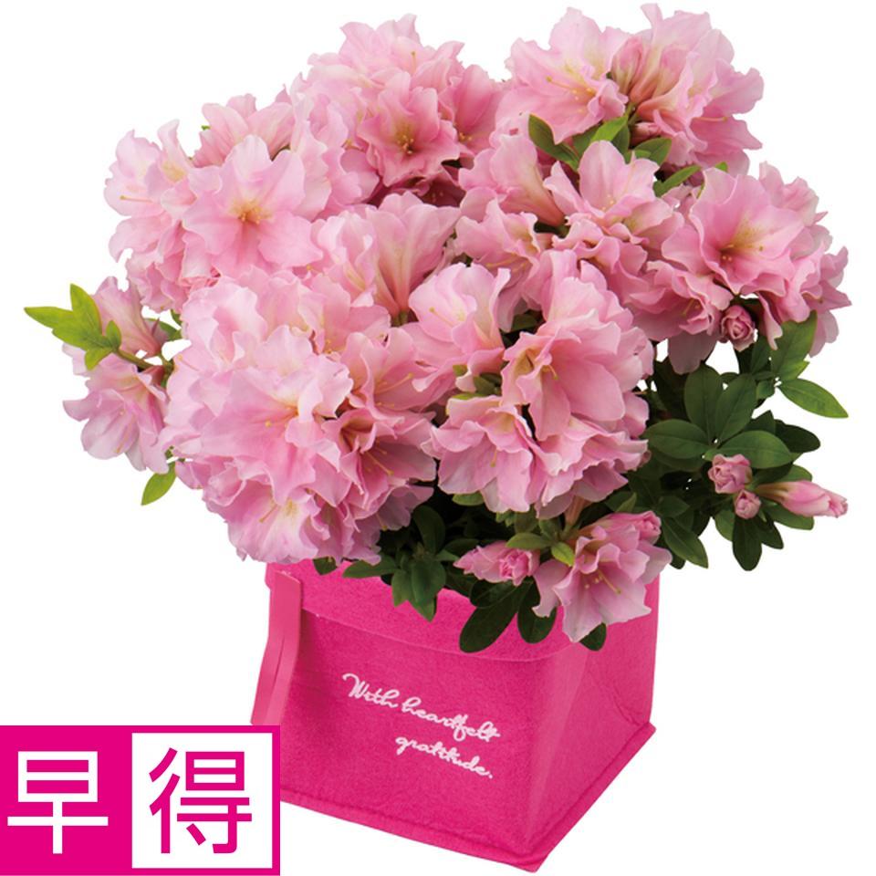 【母の日早得】新津園芸つつじ「姫孔雀」（ＳＵＳＴＥＥ付） 商品サムネイル