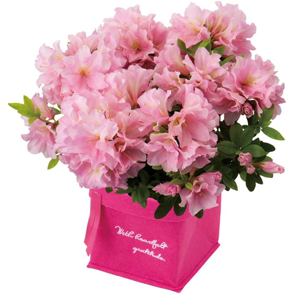 【母の日早得】新津園芸つつじ「姫孔雀」（ＳＵＳＴＥＥ付） 商品サムネイル