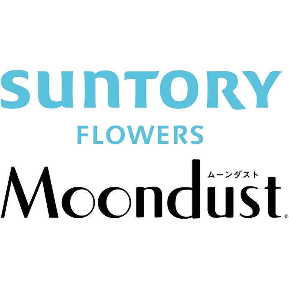 【母の日早得】茨木春草園30本のムーンダストブーケ 商品画像(2)