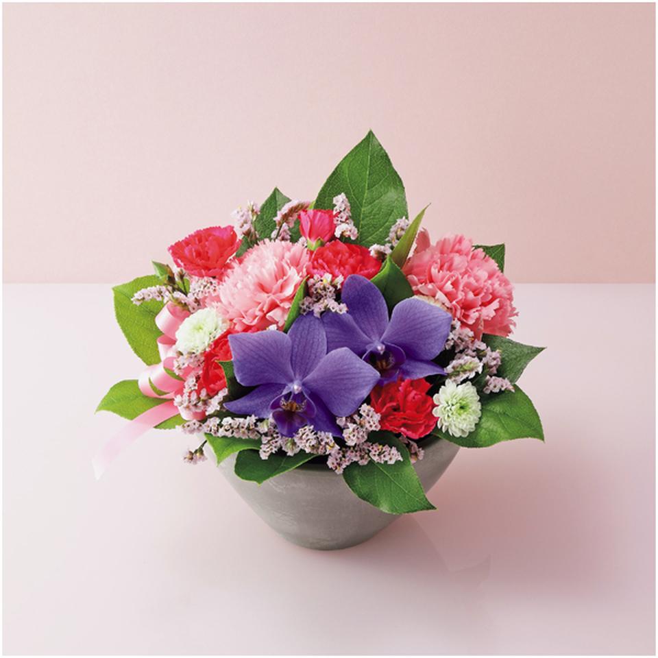 【母の日】石原産業奇跡の胡蝶蘭「ＢＬＵＥ　ＧＥＮＥ（ブルージーン）」のフラワーアレンジ 商品サムネイル