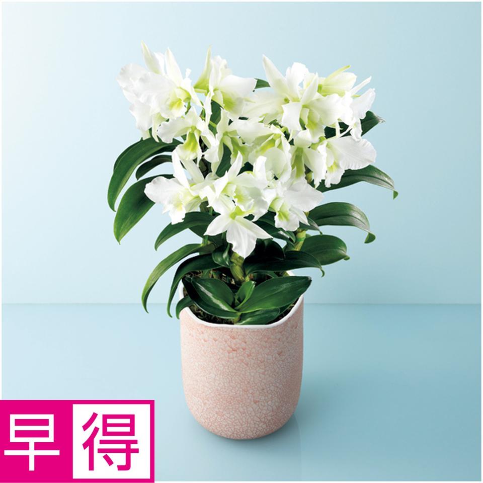 【母の日早得】サノ・オーキッドデンドロビウム「サマーナイトドリーム」（ＳＵＳＴＥＥ付） 商品サムネイル