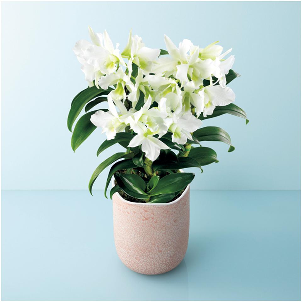 【母の日早得】サノ・オーキッドデンドロビウム「サマーナイトドリーム」（ＳＵＳＴＥＥ付） 商品サムネイル