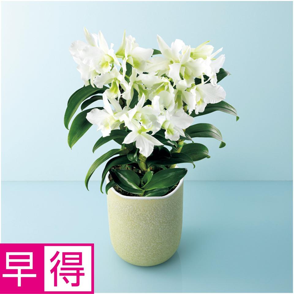 【父の日早得】サノ・オーキッドデンドロビウム「サマーナイトドリーム」（ＳＵＳＴＥＥ付） 商品サムネイル