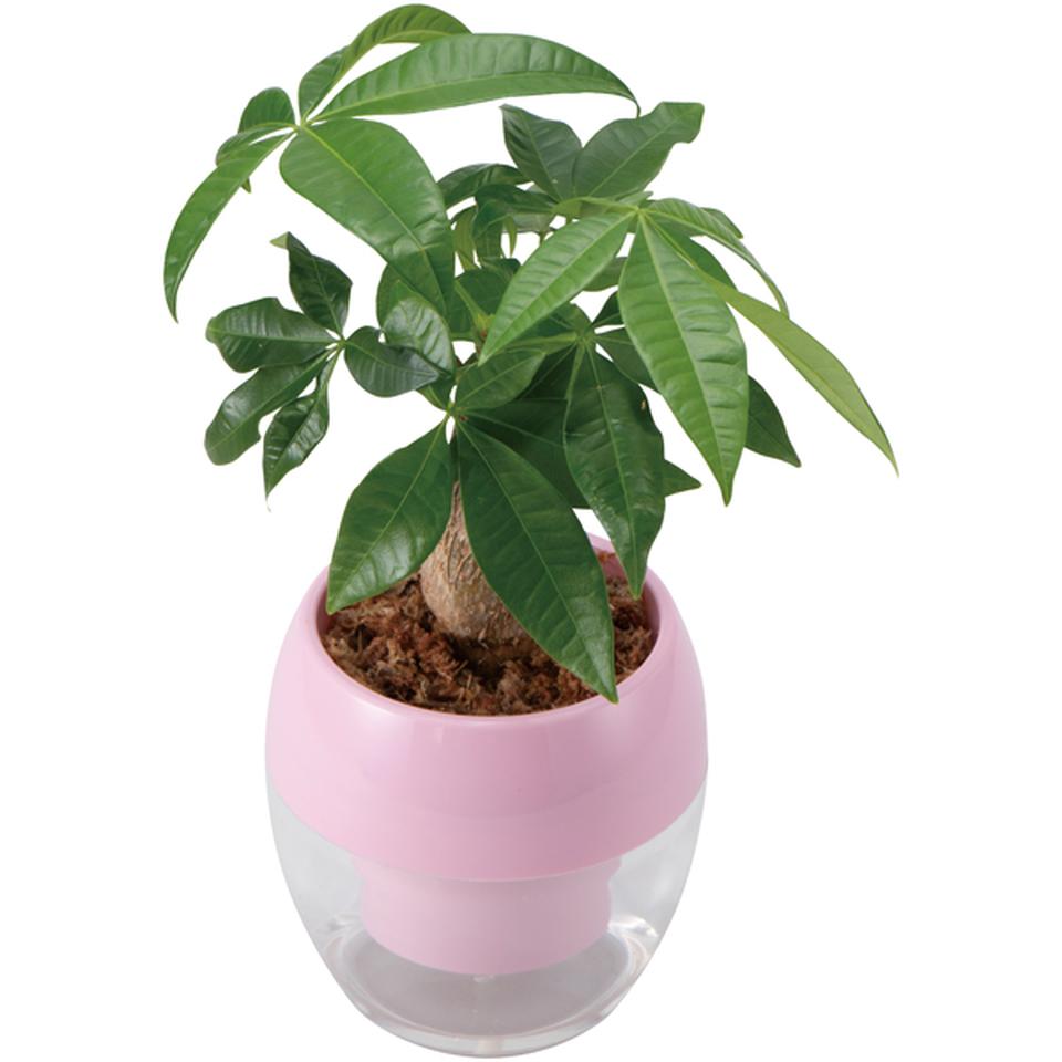 【母の日早得】ＧｒｅｅｎＷａｌｋみずてまりんＬ（パキラ） 商品サムネイル