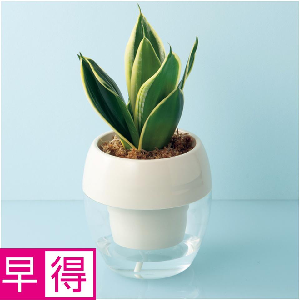 【母の日早得】ＧｒｅｅｎＷａｌｋみずてまりんＬ（サンスベリア） 商品サムネイル