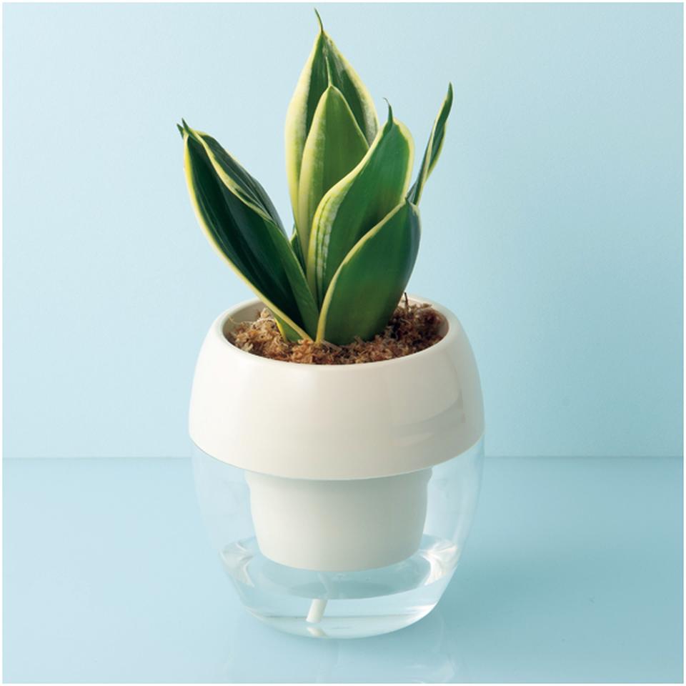 【母の日早得】ＧｒｅｅｎＷａｌｋみずてまりんＬ（サンスベリア） 商品サムネイル