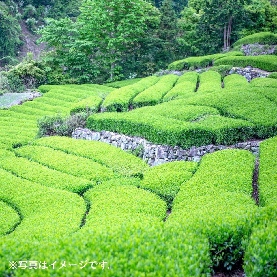 【静岡 本山製茶】将軍家御用茶セット(3個入) 商品画像(2)