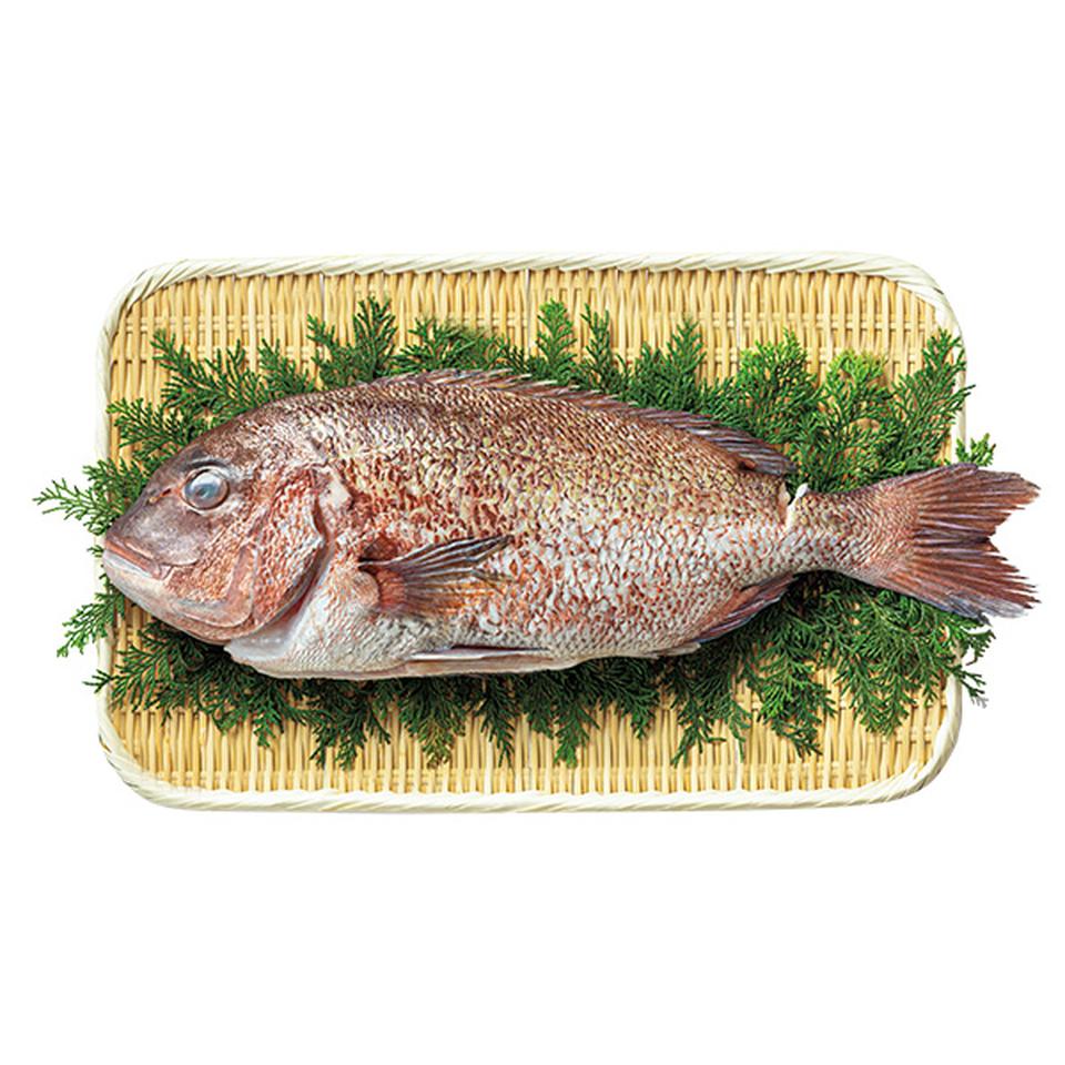 【夏の贈りもの】尾鷲物産　三重県産活〆養殖真鯛（ウロコ、エラ、ワタ取り） 商品サムネイル