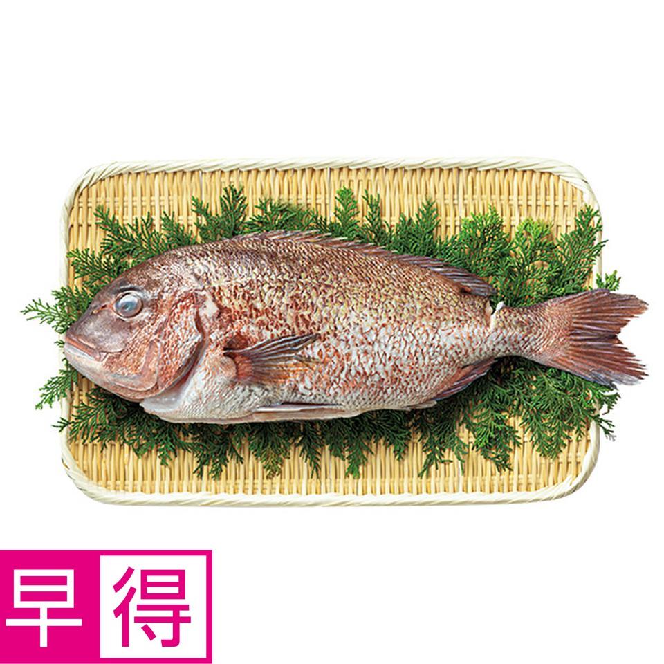 【夏の贈りもの早得】尾鷲物産　三重県産活〆養殖真鯛（ウロコ、エラ、ワタ取り） 商品サムネイル