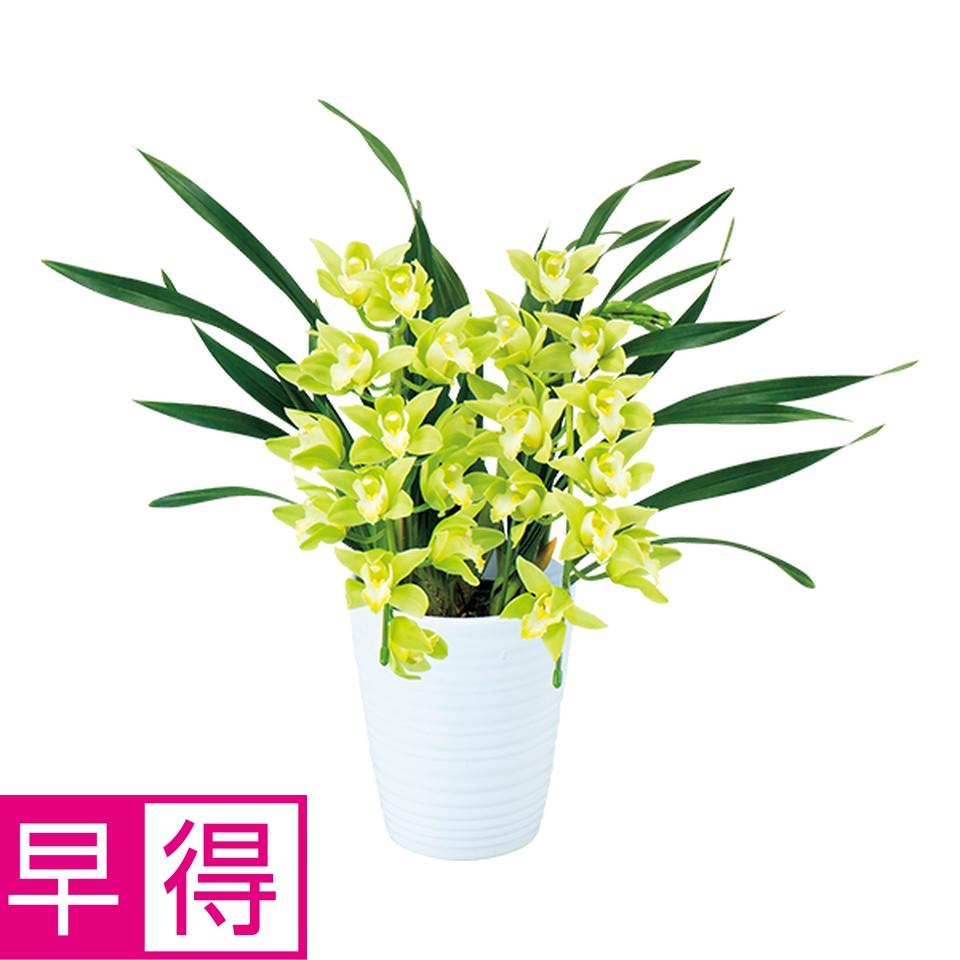 【お歳暮 ギフト早得】 香るシンビジューム２Ｆアーチ仕立て「スターダスト」（ＳＵＳｔｅｅ付） 商品サムネイル