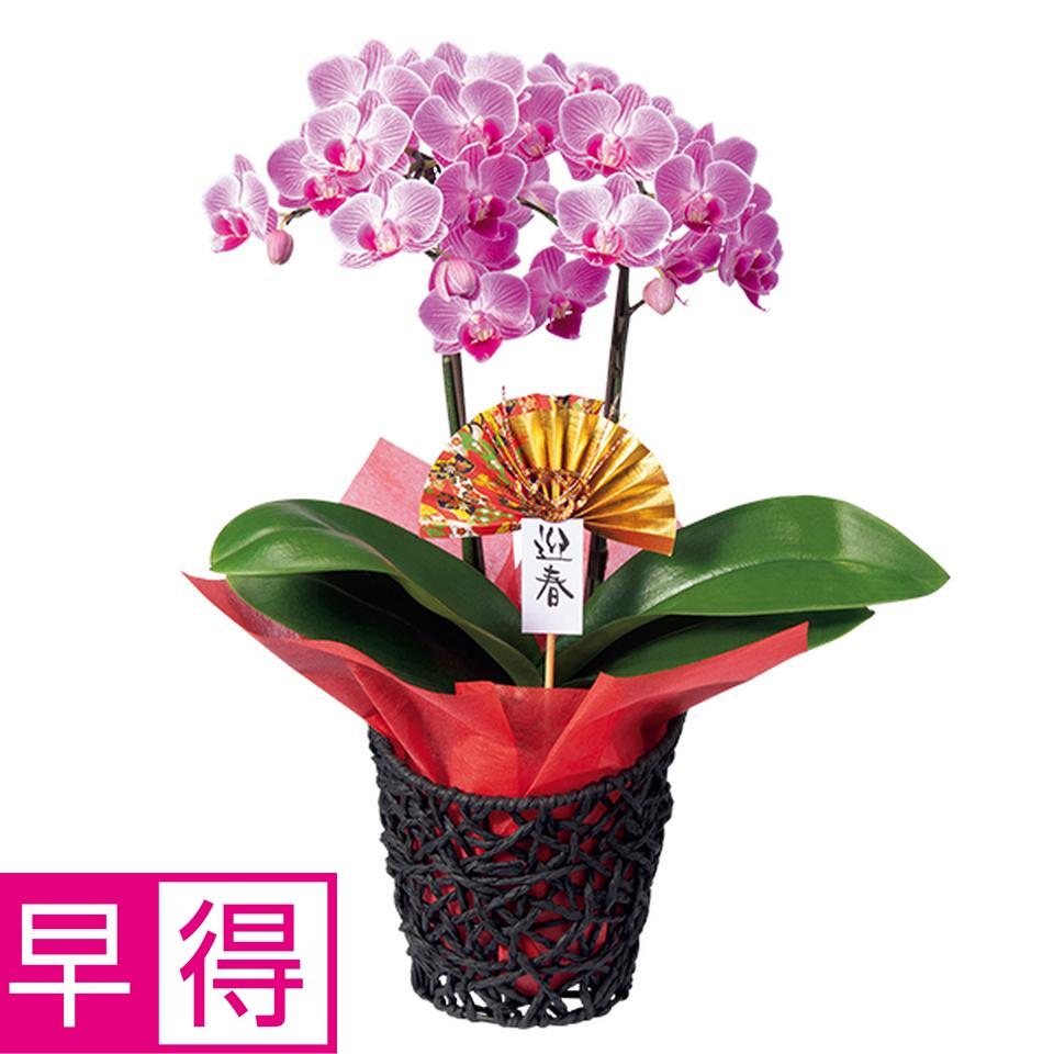 【お歳暮 ギフト早得】椎名洋ラン園 迎春の胡蝶蘭（ＳＵＳｔｅｅ付） 商品サムネイル