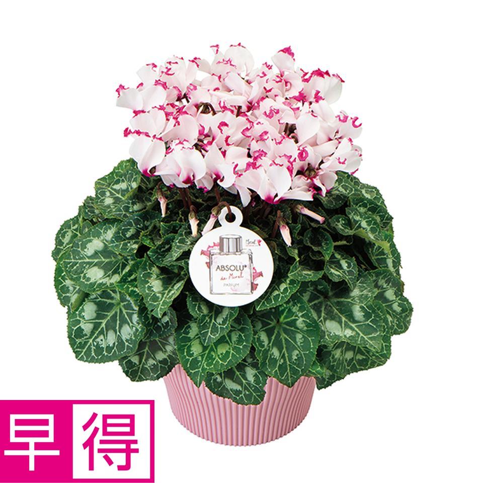 【お歳暮 ギフト早得】登坂園芸 シクラメン「アブソリュ・ドゥ・モレル」（ＳＵＳｔｅｅ付） 商品サムネイル