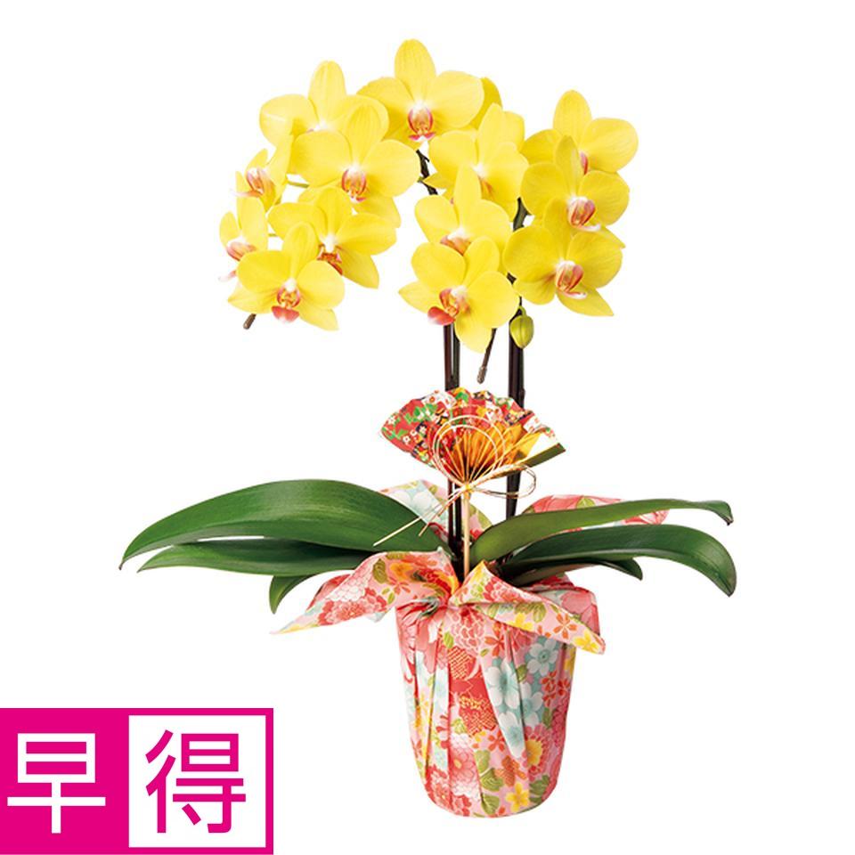 【お歳暮 ギフト早得】椎名洋ラン園 迎春の胡蝶蘭風呂敷包み「ナオミゴールド」（ＳＵＳｔｅｅ付） 商品サムネイル