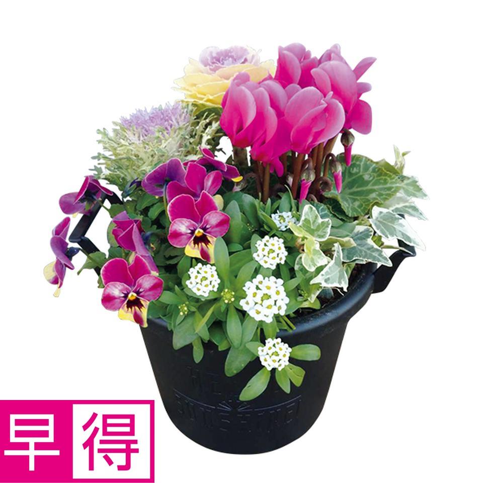【お歳暮 ギフト早得】花の海 冬の寄せ植え「Ｗｉｎｔｅｒ　Ｇａｒｄｅｎ」（ＳＵＳｔｅｅ付） 商品サムネイル