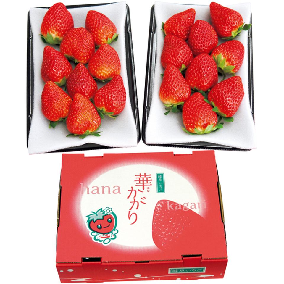【冬の贈りもの】岐阜県産 岐阜いちご「華かがり」　秀品、２パック（１パック５～１４個）、計５００ｇ以上 商品サムネイル