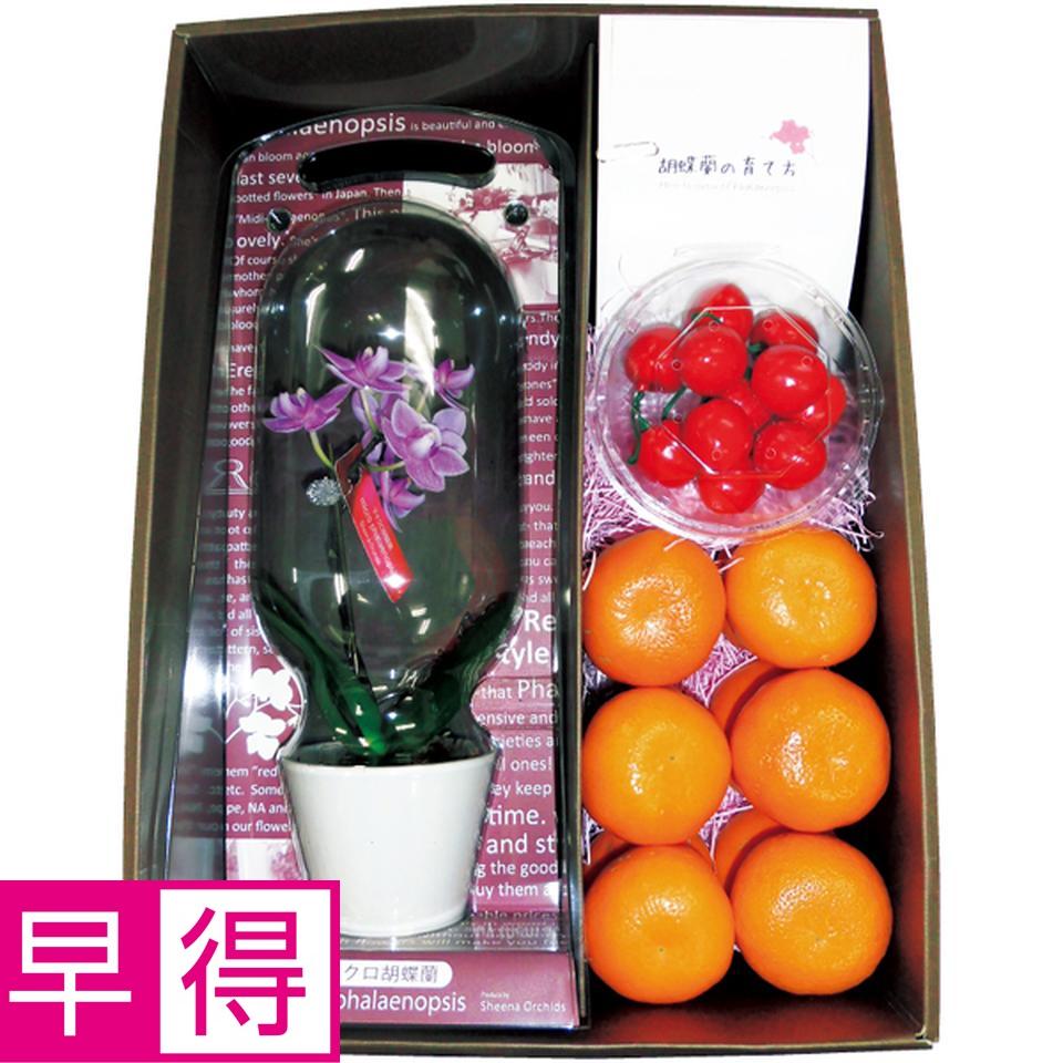 【母の日早得】マイクロ胡蝶蘭と愛媛県産カラマンダリンと山形県産さくらんぼセット 商品サムネイル