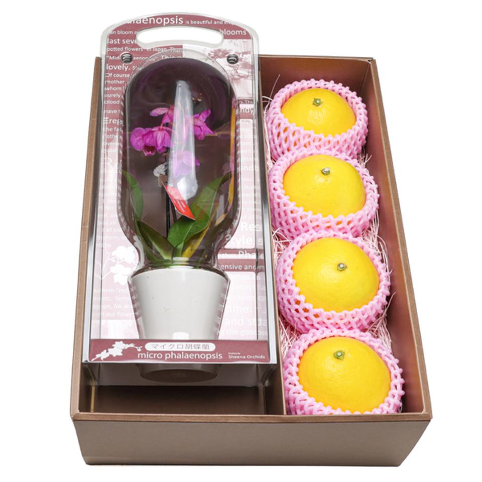 【母の日早得】高知県産マイクロ胡蝶蘭と高知県産小夏セット 商品サムネイル