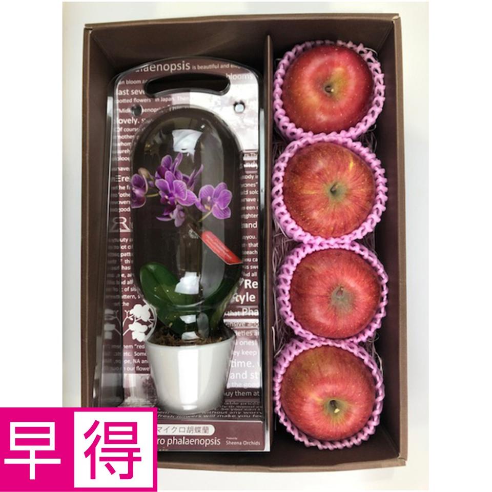 【母の日早得】マイクロ胡蝶蘭と青森県産ふじセット 商品サムネイル